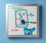 What&#39;s Inside a Plant Cell? lesson plan