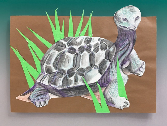 Galapagos: Shells, Scales, & Snakes lesson plan