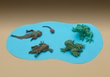 Tadpole to Frog lesson plan