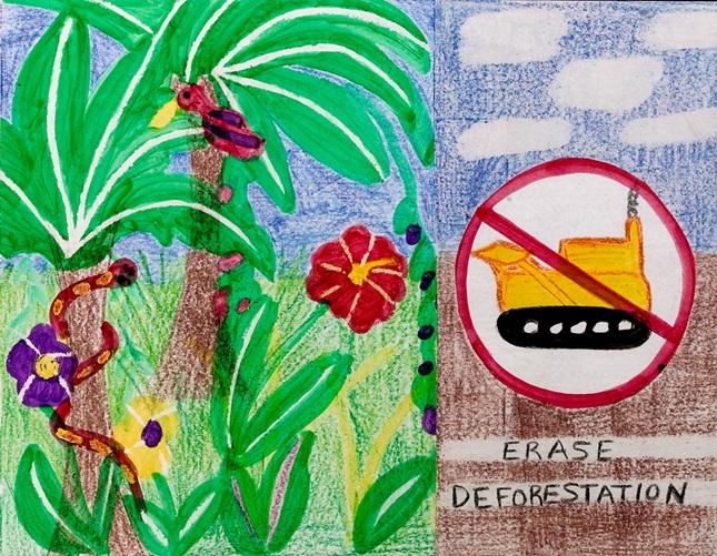 Erase It! Deforestation lesson plan