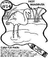 No.14 Hot Magenta coloring page