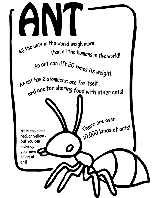 Ant coloring page