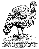 Wild Turkey coloring page