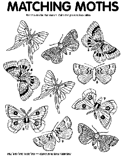 Moth Match coloring page