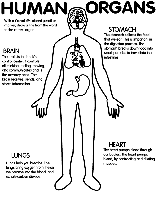 Human Organs coloring page