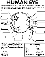 Human Eye coloring page