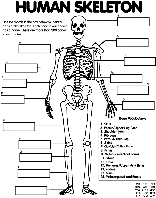 Human Skeleton coloring page