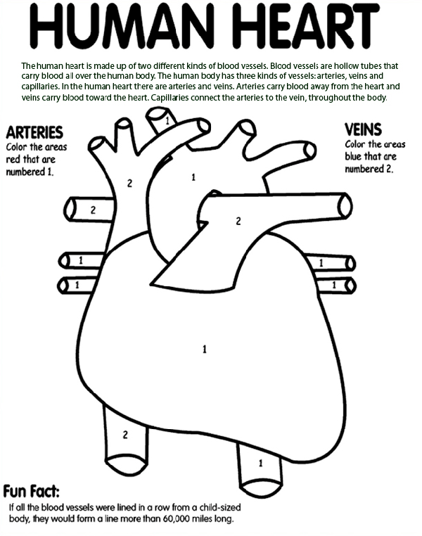 Human Heart coloring page