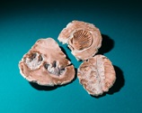 Fossil Finds lesson plan
