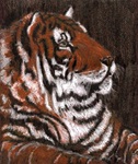 Tiger in the Night lesson plan