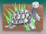 Galapagos: Shells, Scales, &amp; Snakes lesson plan