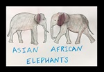 Elephant Ears—African or Asian? lesson plan