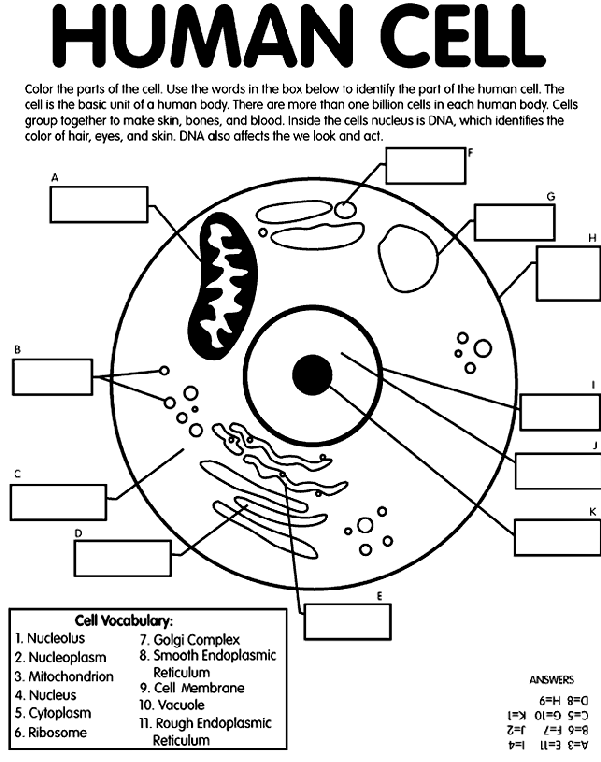 Coloring Sheet For Cells